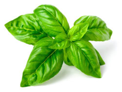 Basil