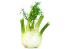 Fennel