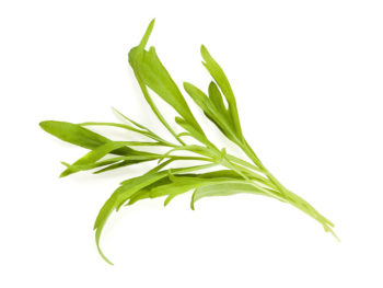 Tarragon