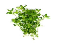 Thyme